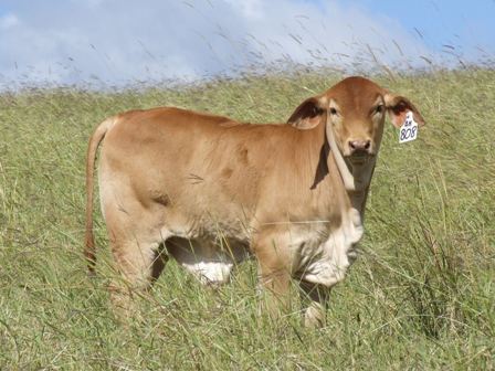 Vale View Ripper Bull Calf